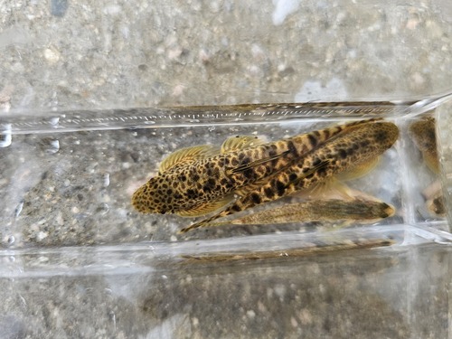 Fang's hillstream loach (Pseudogastromyzon fangi) — Balitoridae — 5