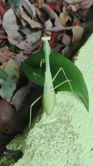 Stagmatoptera septentrionalis