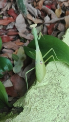 Stagmatoptera septentrionalis