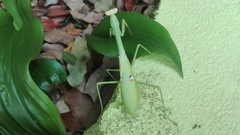 Stagmatoptera septentrionalis