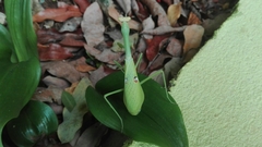 Stagmatoptera septentrionalis