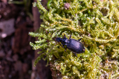 Limodromus assimilis