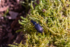 Limodromus assimilis