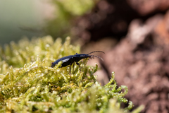 Limodromus assimilis