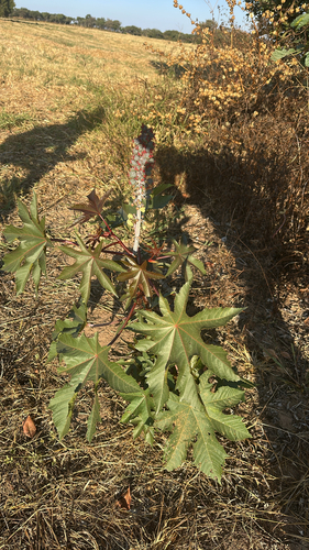 castor bean