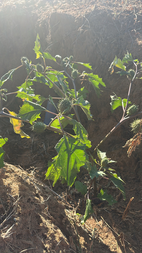 jimsonweed