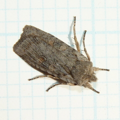 Lithophane antennata
