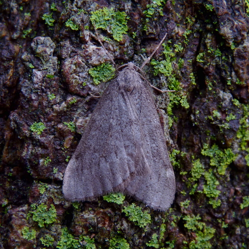 Fall Cankerworm Moth