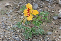 Cochlospermum wrightii