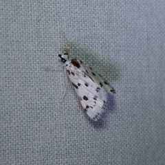 Eustixia pupula