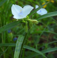 Tradescantia hirsutiflora, photograph (c) saltyhiker, some rights reserved (CC BY)