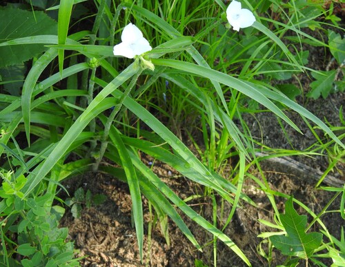 Tradescantia hirsutiflora