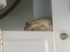 Osteopilus septentrionalis