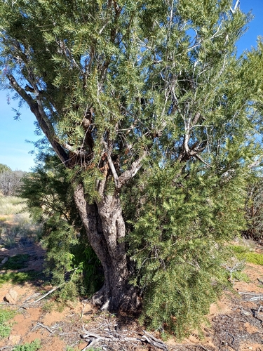 Euclea pseudebenus, photograph 6