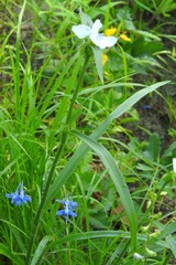 Tradescantia hirsutiflora, photograph (c) saltyhiker, some rights reserved (CC BY)