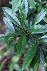 Symplocos glauca