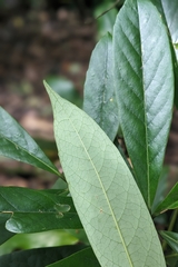 (c) 許文俊, some rights reserved (CC BY-SA) Symplocos glauca, photograph (c) 許文俊, some rights reserved (CC BY-SA)