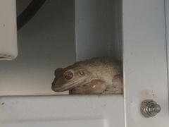 Osteopilus septentrionalis