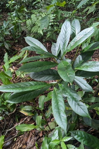 Symplocos glauca, photograph 3