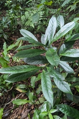 (c) 許文俊, some rights reserved (CC BY-SA) Symplocos glauca, photograph (c) 許文俊, some rights reserved (CC BY-SA)
