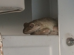 Osteopilus septentrionalis