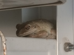 Osteopilus septentrionalis