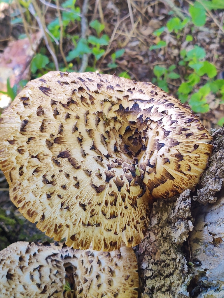 Dryad's Saddle · May 2026 · photo: Photo: (c) Jade, some rights reserved (CC BY) · iNaturalist