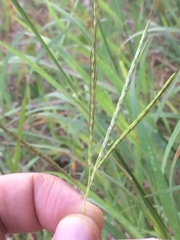 Poaceae