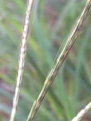 Poaceae