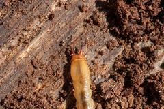 Pyrochroa coccinea