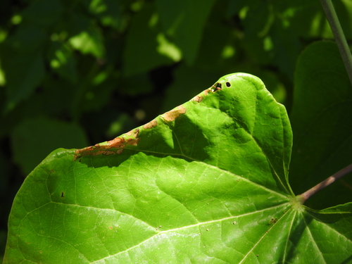 Redbud Leaffolder Moth photo 6