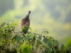 Patagioenas speciosa