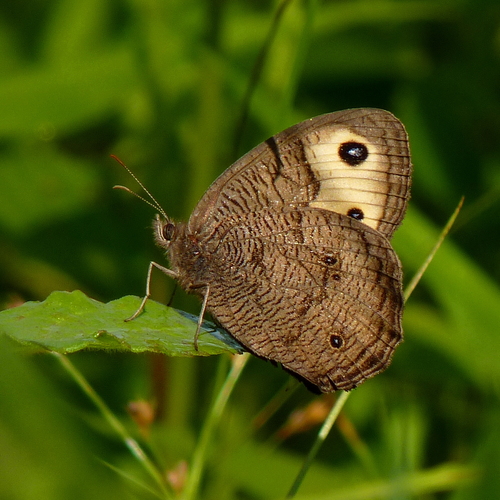 Common Wood-Nymph, photo 6 of 10