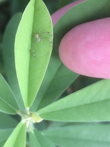 Misumenops maculissparsus · iNaturalist