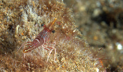 Rhynchocinetes brucei