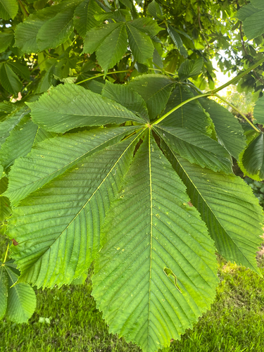 horse-chestnut