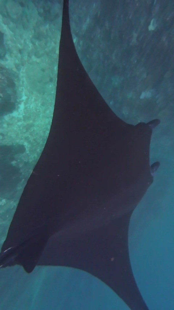 Reef Manta Ray (Mobula alfredi) — recorded at Ceningan Channel