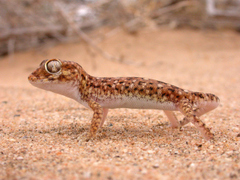Stenodactylus sthenodactylus