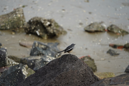 Oriental Magpie-Robin