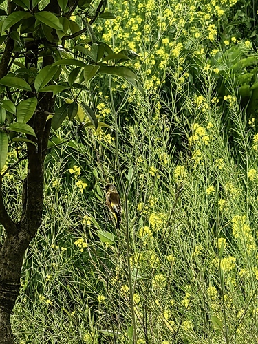Oriental Greenfinch