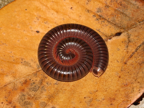 Thyropygus opinatus