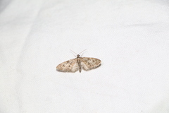 Eupithecia abbreviata