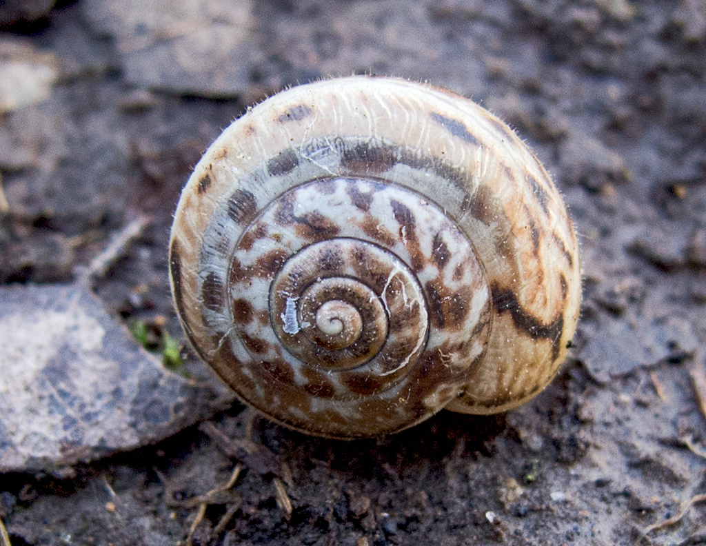 Monacha ovularis