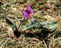 Erythronium dens-canis, photograph (c) desertnaturalist, some rights reserved (CC BY)