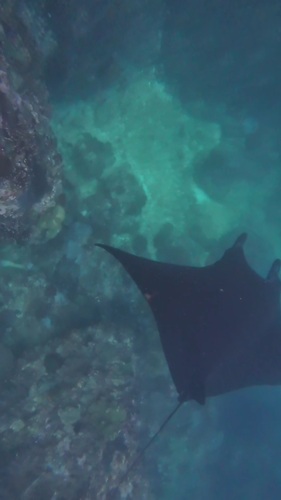 Reef Manta Ray (Mobula alfredi)