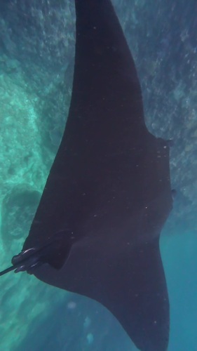 Reef Manta Ray (Mobula alfredi)