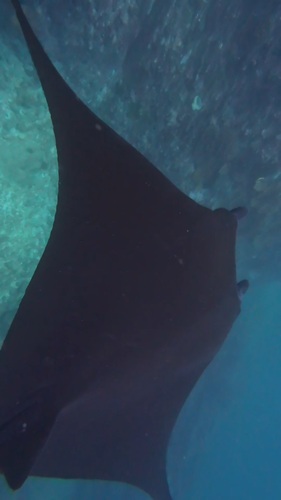 Reef Manta Ray (Mobula alfredi)
