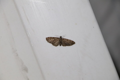 Eupithecia abbreviata