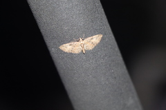 Eupithecia abbreviata