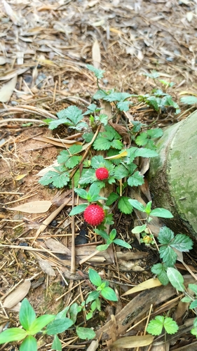 mock strawberry